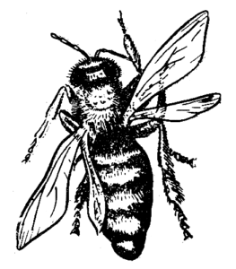 Акарапідоз бджіл: ознаки, лікування, профілактика, препарати