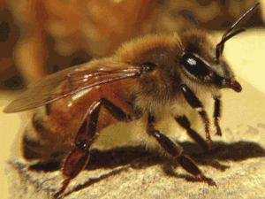 Італійська порода бджіл