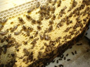 Карпатська бджола дуже плодовита