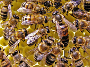 Бджоли породи бакфаст