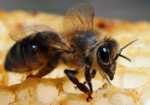 башкірська бджола