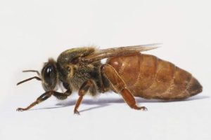 бджолина матка