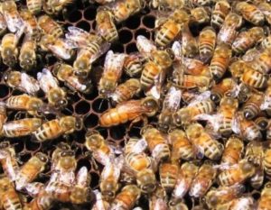 бджоломатка італійська порода