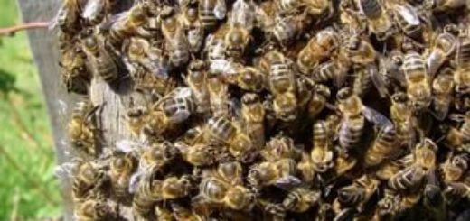 Робочі бджоли
