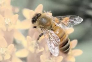 Бджола збирає нектар