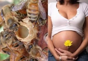 Бджолине маточне молочко під час вагітності