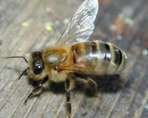 Карпатська бджола фото