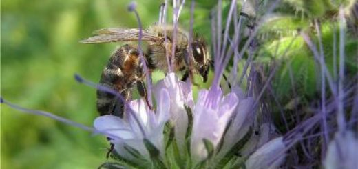 medus biškopība