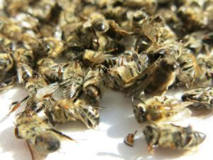 Бджолиний підмор: користь та шкода, як приймати