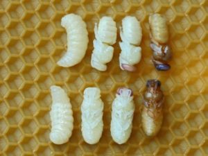 tutorial bee Larval transfer