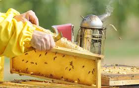 Як доглядати за бджолами: поради початківцям