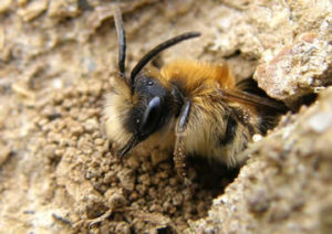 Земляна бджола