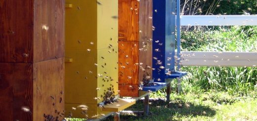 Dvuhmatochne včelařství