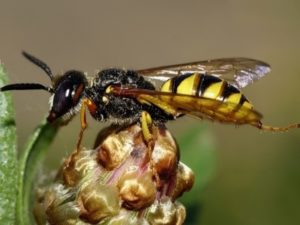 Бджолиний вовк (філант) - ворог бджіл: боротьба