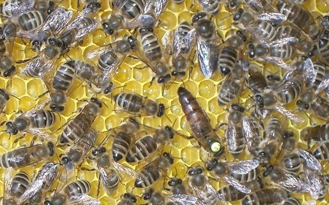 бджола карніка
