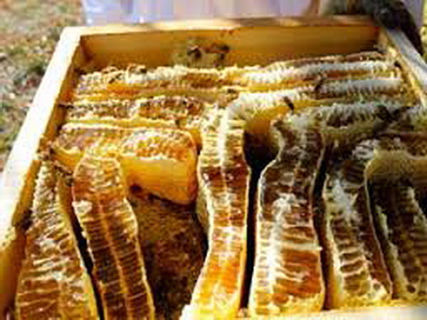 Дикі бджоли роблять мед