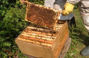 Pflege für die Bienen. Einfache Tipps Anfänger Imker