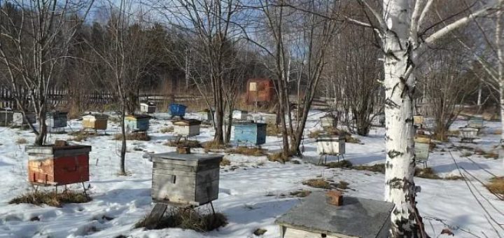 пасіка в листопаді