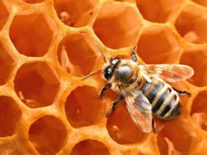 стільники бджіл