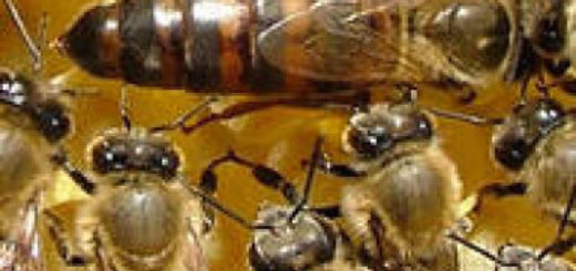μέλισσες Razmnozhennya