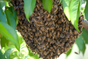 Роїння бджіл весною