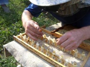 Вивід бджоломаток штучним методом
