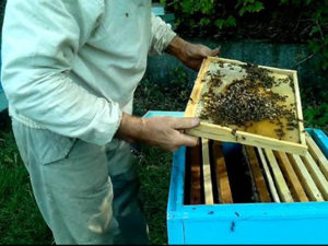 Як зробити відводок бджіл