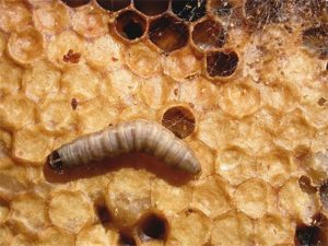 larvas de polilla de la cera