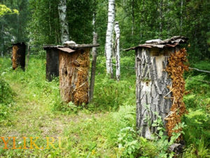 Колодне бджільництво