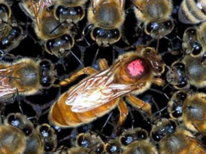 Способи підсадки бджоломатки