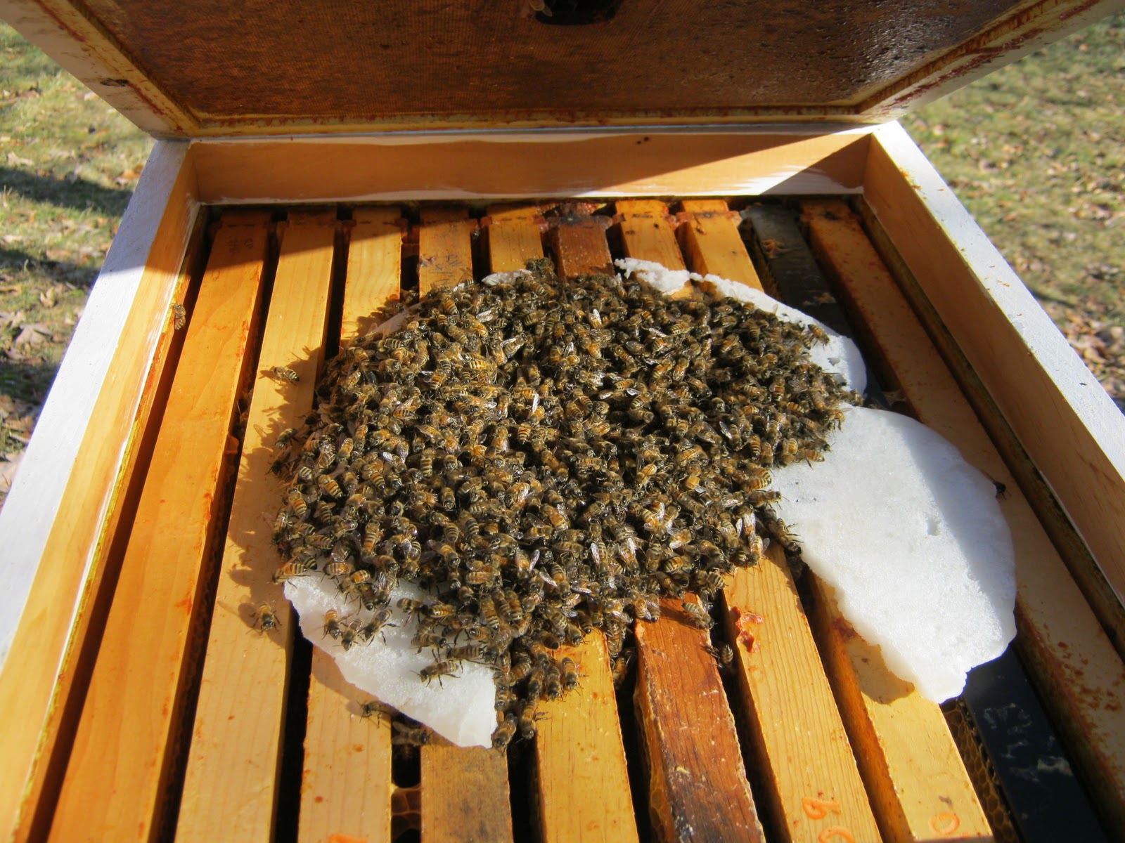 Подкормка пчел ранней весной. Пчелопакеты зимой. Подкормка пчел зимой. Кормовая пчела. Клуб пчел.