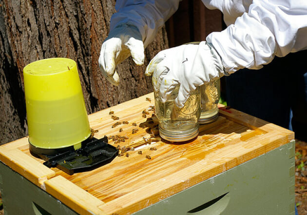 How to cook the syrup to bees: recipe, proportions