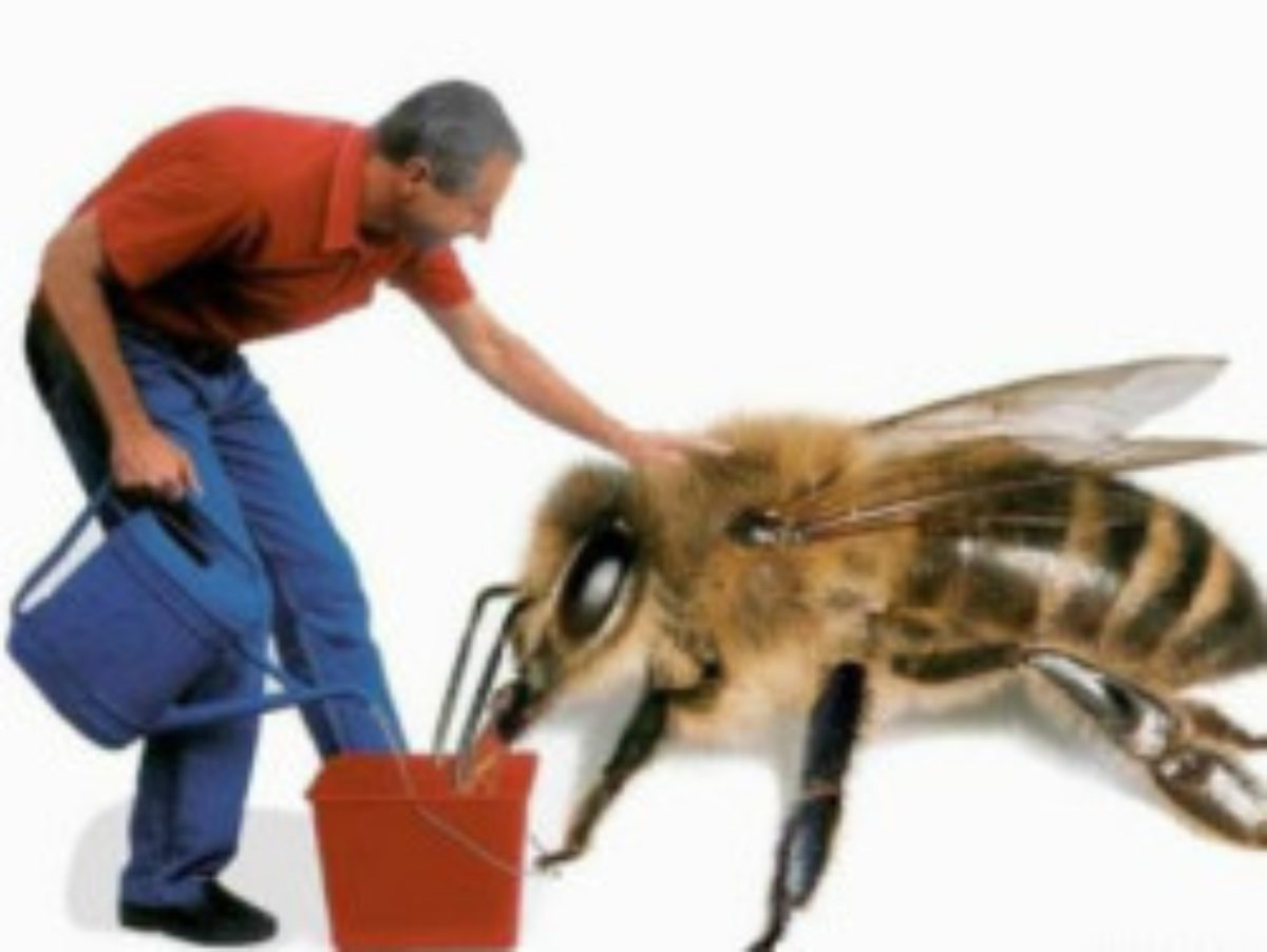 Чи потрібно додавати цукор при годуванні бджіл?