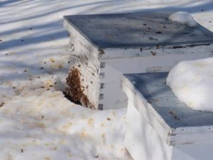 Як бджоли зимують