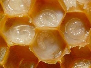 Бджолине маточне молочко користь