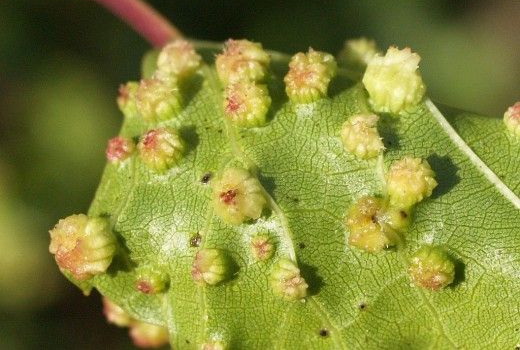 Фото: Вид листя при хворобі виноградних кущів - мільдью