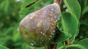 Diseases and pests pears