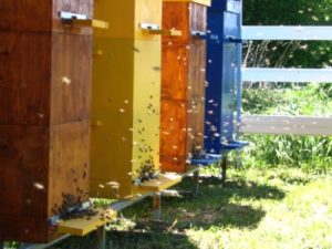 Скільки бджіл у вулику
