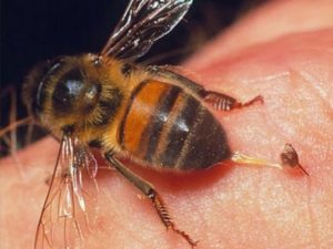 укус бджоли
