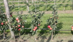 Pruning սյունակում խնձորի - սխեմա
