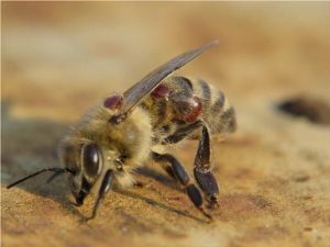Обробка бджіл від кліща навесні
