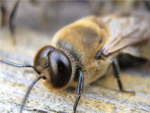 有多少蜜蜂在蜂巢一个
