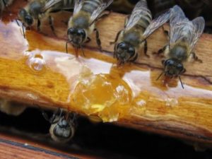 білкова підгодівля бджіл