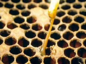 Американський гнилець бджіл: як лікувати