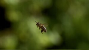 орієнтир для бджіл