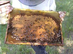 Штучні методи роїння бджіл