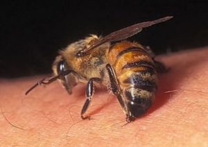 лікування остеохондрозу ядом бджіл