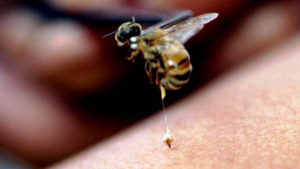 Методика лікування остеохондрозу укусом бджіл