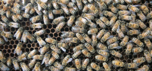 Відновлення активності бджіл до кінця зимівлі