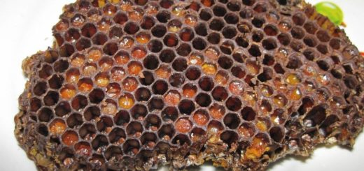 Co může nahradit Ambrosia včelí